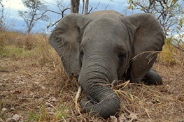 Govt of Mozambique announces major decline in national elephant population